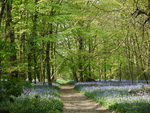 Bluebell Path