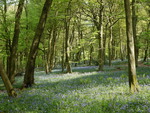 Bluebells in a Beech Wood.