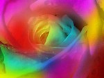 Rainbow Rose