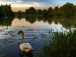 swan evening