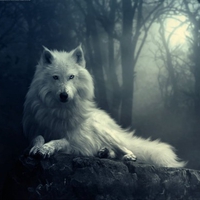 White Wolf In The Dark