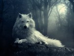 White Wolf In The Dark