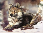 Wolf in Snow