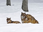 Wolves resting in snow