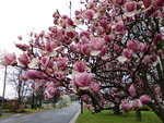 Spring Pink Magnolia Tree