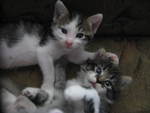 Sweet Baby Kittens