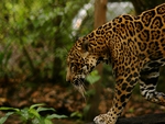 POWERFUL JAGUAR