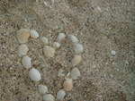 INLOVE SEASHELLS