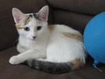 Mini the Calico 4