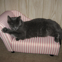 Sir Solstice the Magnificent 4