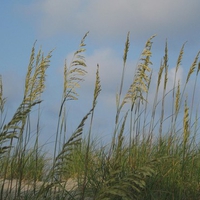 Beach Grass in Nags Head, NC