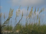 Beach Grass in Nags Head, NC