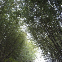 Bamboo Arch at NC Zoo