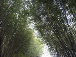 Bamboo Arch at NC Zoo