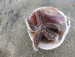 Starfish on Beach