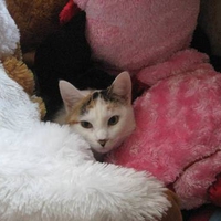 Mini the Calico Cat 6