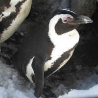 Penguin at Hogle Zoo in Utah