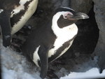 Penguin at Hogle Zoo in Utah