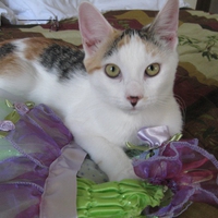 Mini the Calico Cat 6