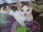 Mini the Calico Cat 6
