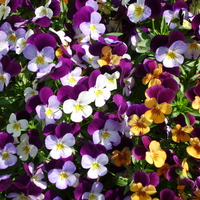 Spring Flowers in Bloom