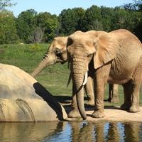 Elephants at the North Carolina Zoo