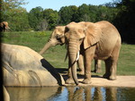 Elephants at the North Carolina Zoo