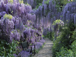 bench  among   wisteria