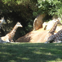 Giraffes in North Carolina Zoo