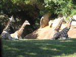 Giraffes in North Carolina Zoo