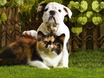 cat&dog trying to look a like
