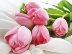 Pink Tulips