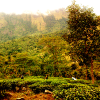 mountains in forests