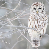white owl