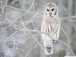 white owl