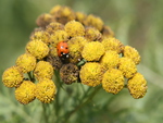 ladybird on yellow flowers