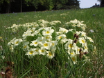 Primroses