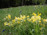 Cowslips