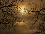 sepia moon