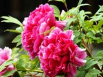 Beautiful  pink peonies