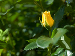 yellow rose wallpapers