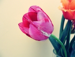 Great Tulip