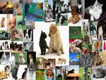 DOG AND CAT COLLAGE