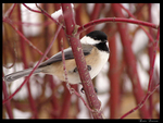 Black Capped Chickadee