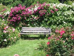 bench of roses