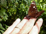 A butterfly landed on my hand