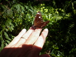 Butterfly on my hand