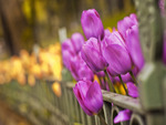 purple tulip