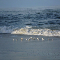 small birds in sand on beach