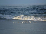 small birds in sand on beach